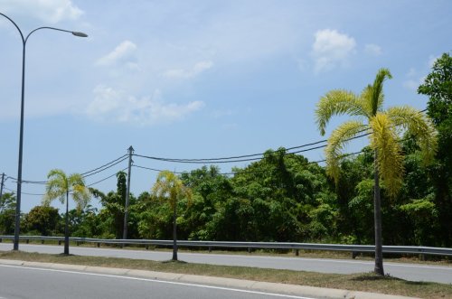 Palmen an der Straße von Kuah zum Flughafen LGK
